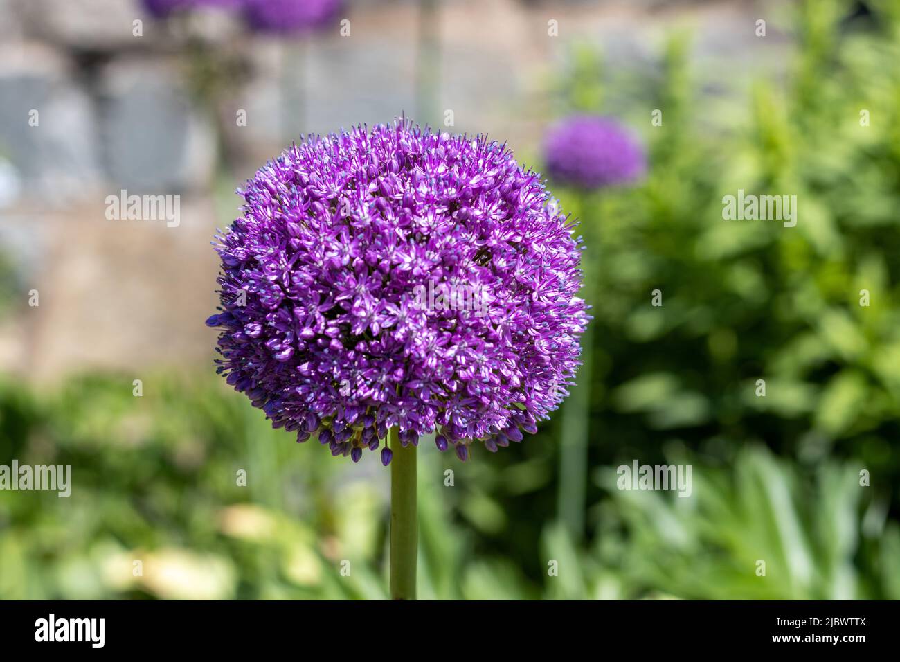 Gros plan sur une fleur d'Allium mauve Banque D'Images