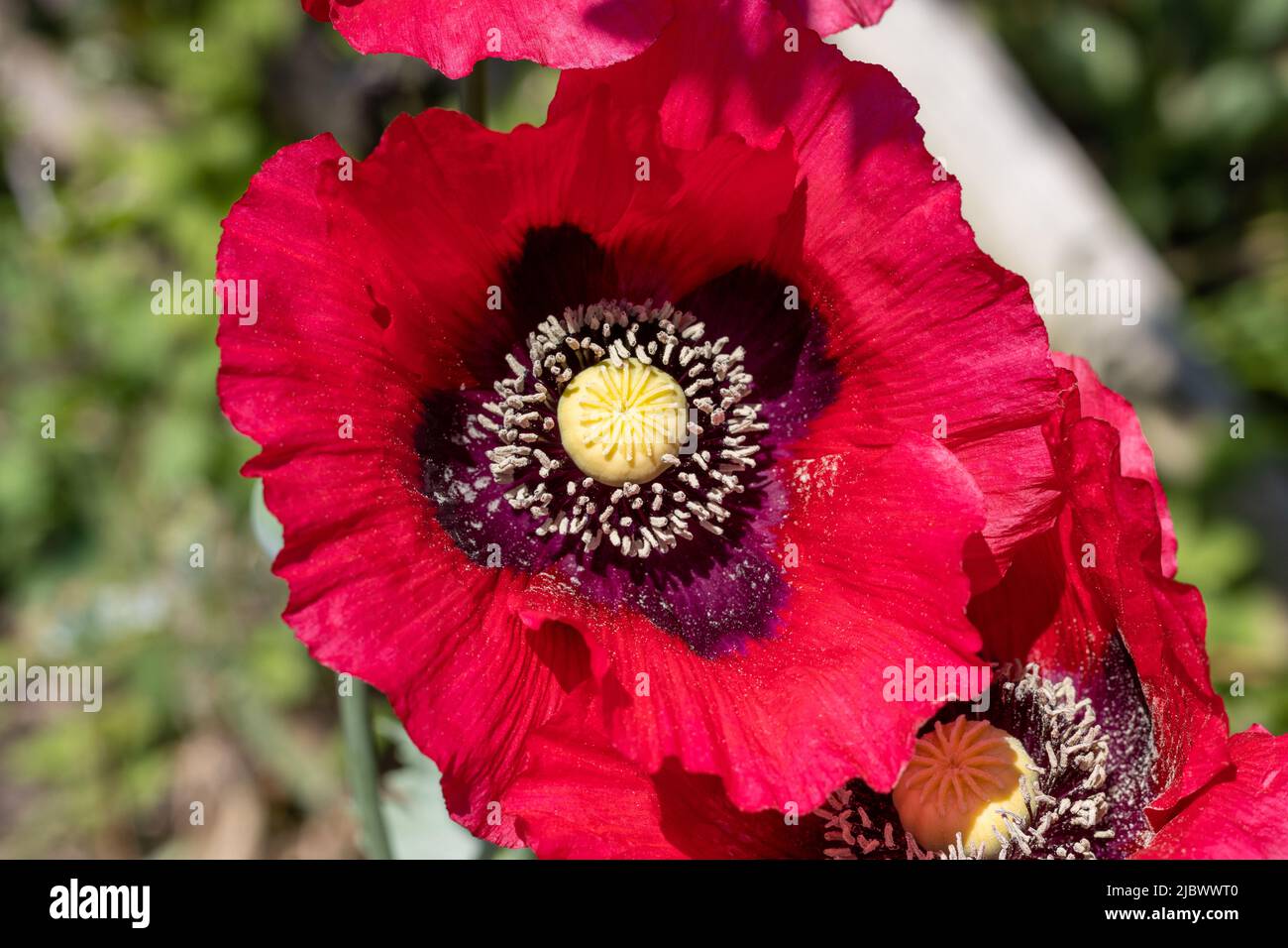 Gros plan sur une fleur de pavot rouge foncé Banque D'Images