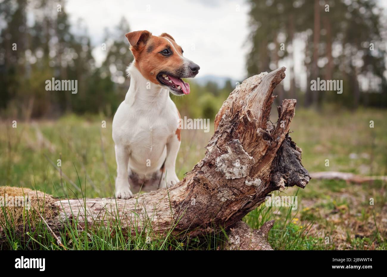 Petit chien terrier Jack Russell sur la prairie forestière, pattes avant sur l'arbre tombé, langue dehors regardant à côté Banque D'Images