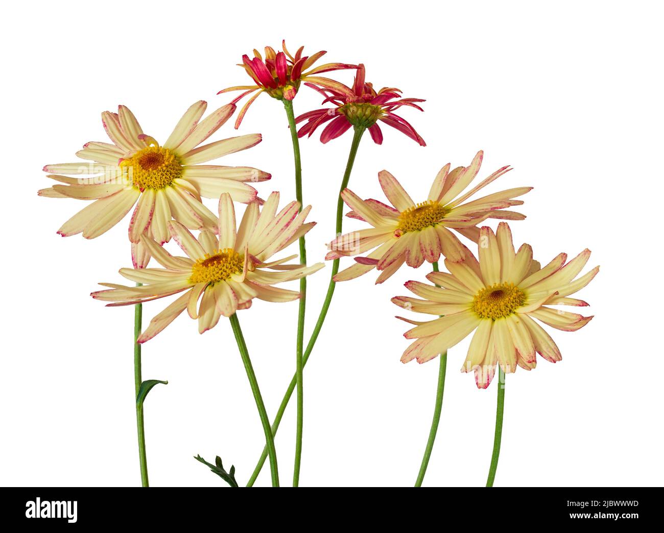 Fleurs de pâquerettes crème et rose de Marguerite, sous-arbuste à moitié robuste, Argyranthemum frutescens 'Banana Split' sur fond blanc Banque D'Images