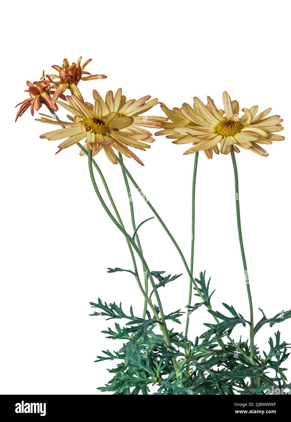 Fleurs de pâquerettes crème et rose de Marguerite, sous-arbuste à moitié robuste, Argyranthemum frutescens 'Banana Split' sur fond blanc Banque D'Images