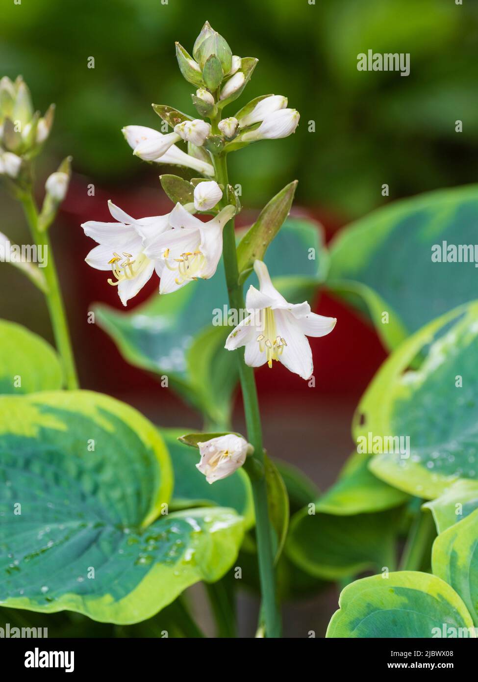 Pic de blanc, limules comme les fleurs de l'été feuillage variégé vivace, Hosta 'Frances Williams' Banque D'Images