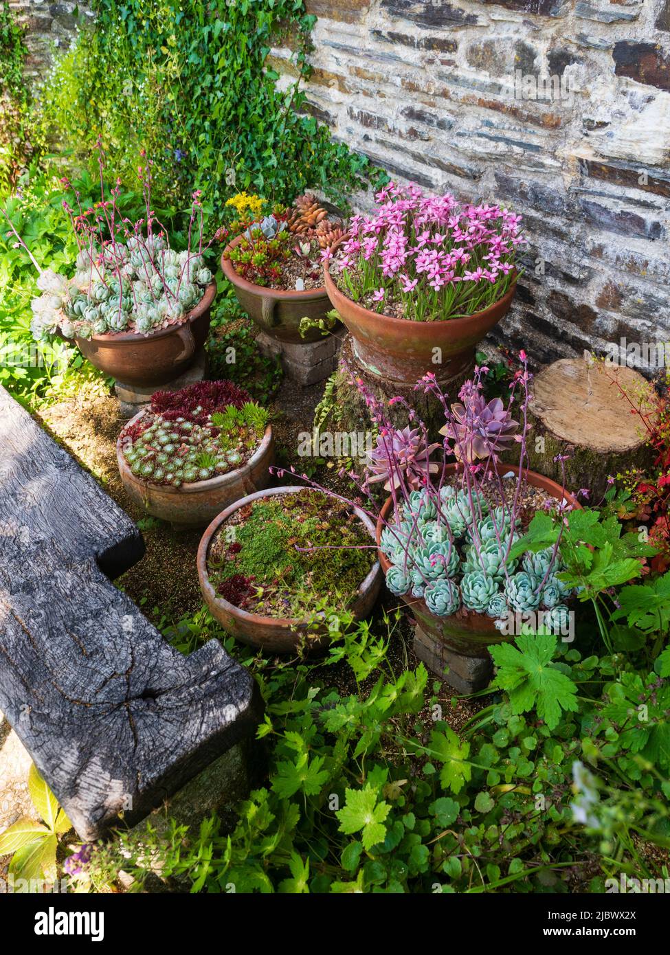 Pots d'Echevia, Sempervivum, Rhodohypoxis baurii et autres succulents dans le jardin clos de la Maison du jardin, Devon Banque D'Images