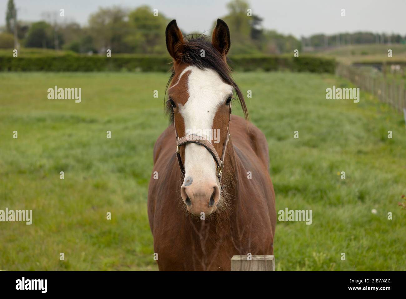 gros plan sur la tête de cheval de couleur blanche et châtaignier Banque D'Images