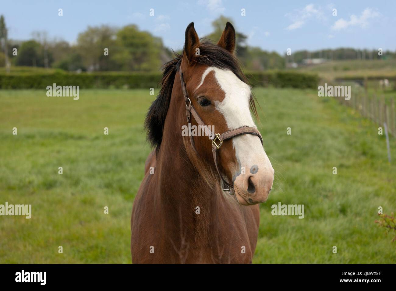 gros plan sur la tête de cheval de couleur blanche et châtaignier Banque D'Images