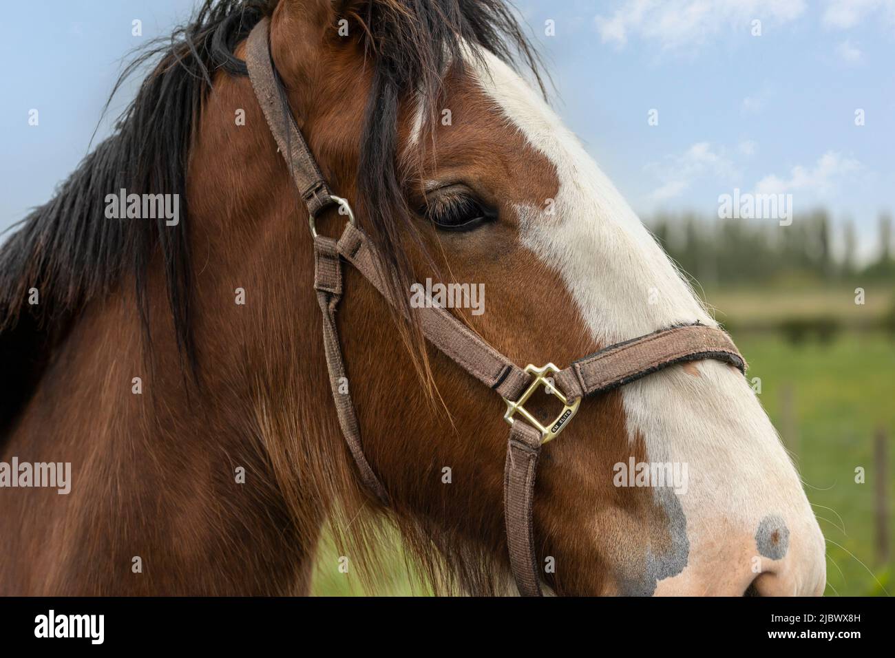 gros plan sur la tête de cheval de couleur blanche et châtaignier Banque D'Images