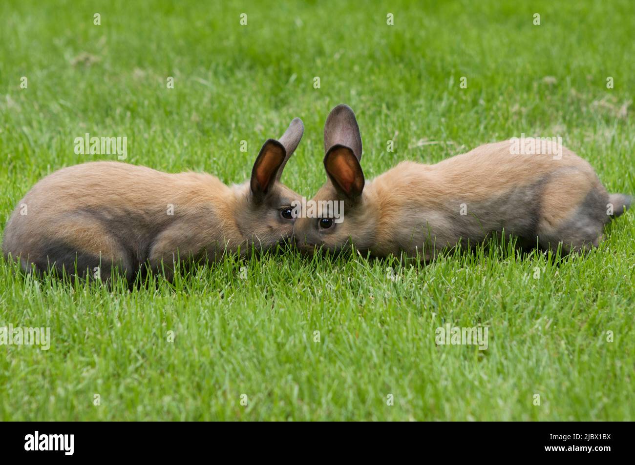 Deux jeunes lapins cannelle de toucher le nez sur l'herbe vert vif. Banque D'Images