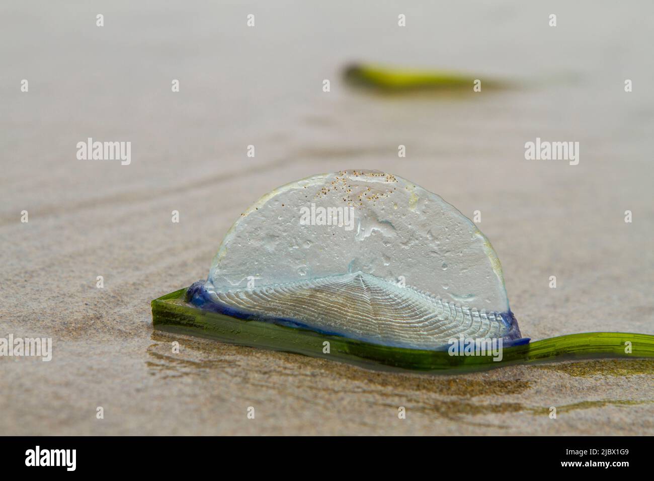 Vellela vellela, également connue sous le nom de « marin à vent », échouée sur une plage côtière de l’Oregon à marée basse, sur la côte ouest des États-Unis. Banque D'Images