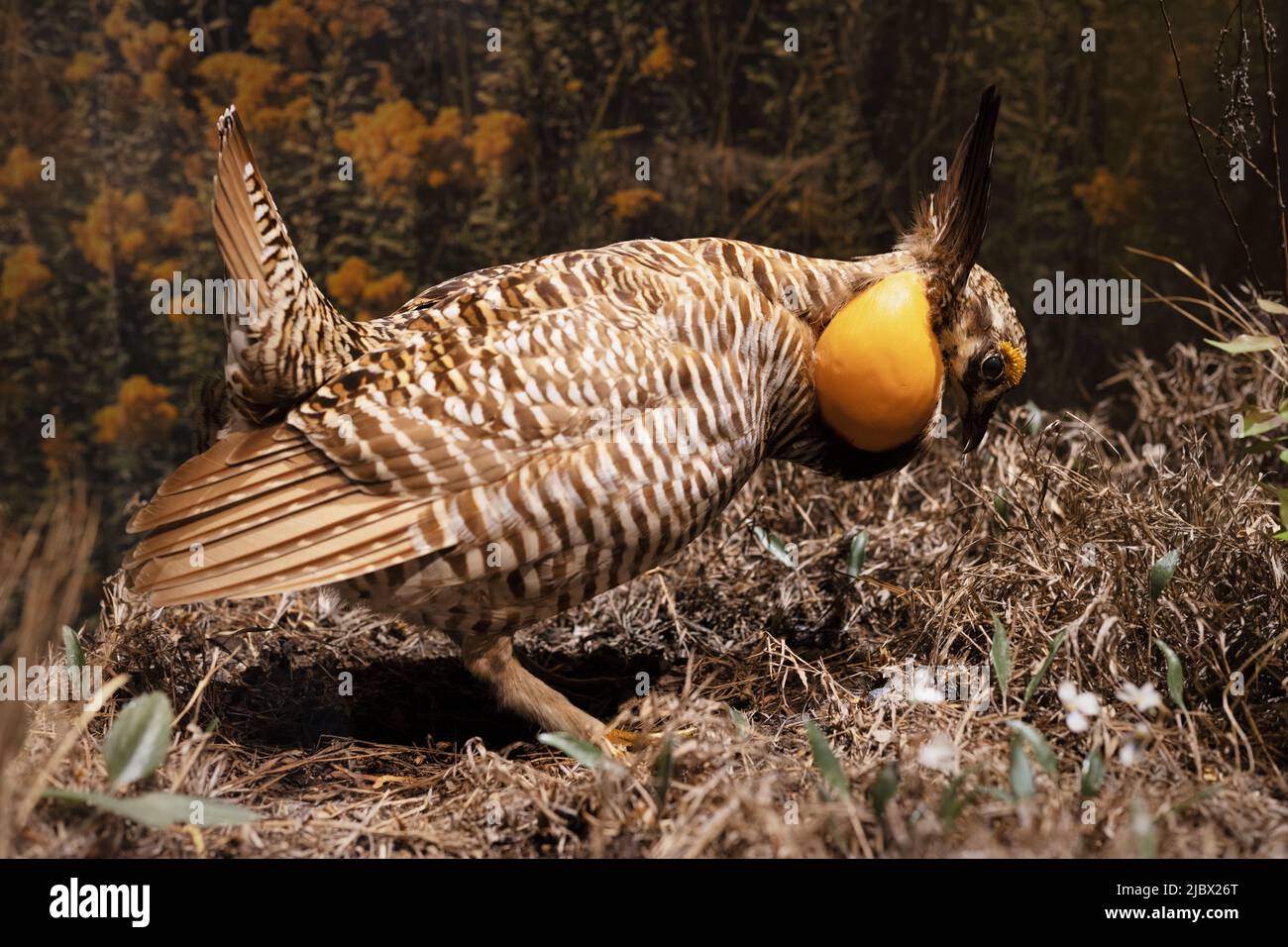 Tympanuchus cupido - le plus grand poulet de prairie. Banque D'Images
