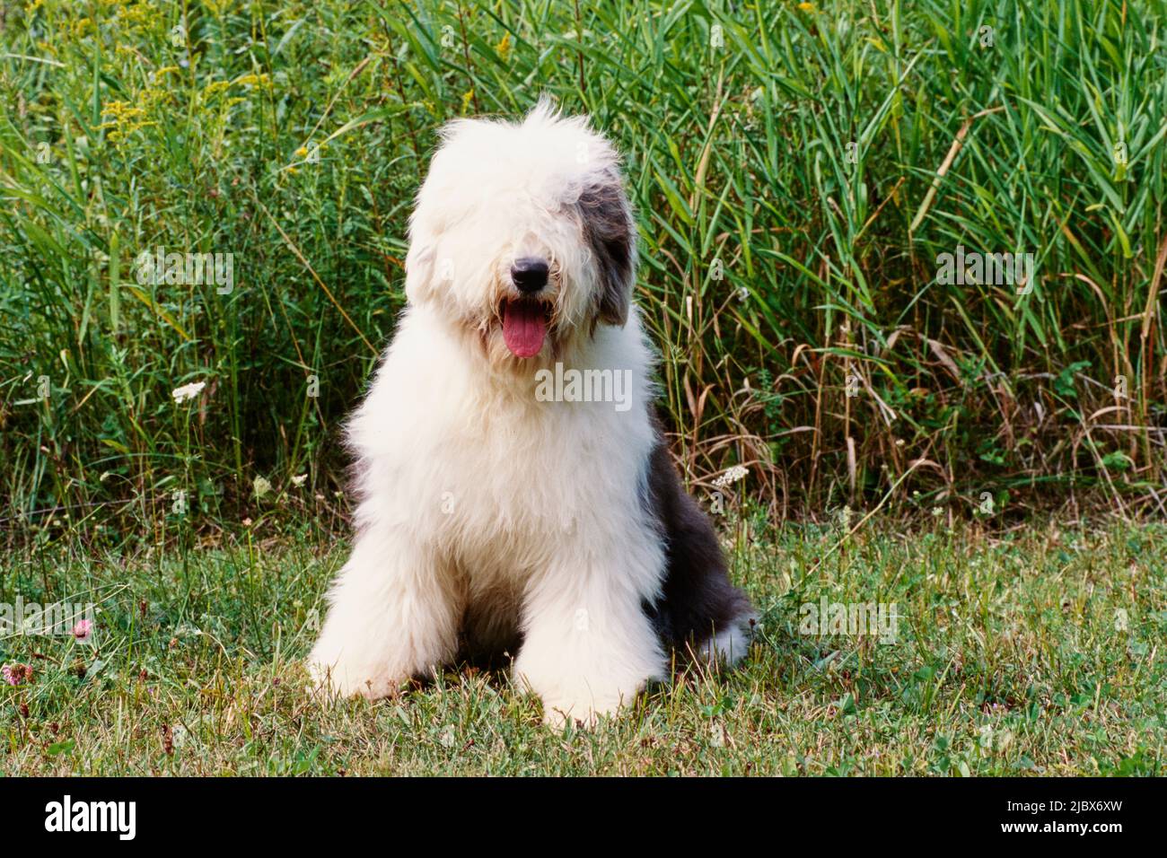 Vieux Chien De Berger Anglais - Illustration D'isolement Par Ensemble