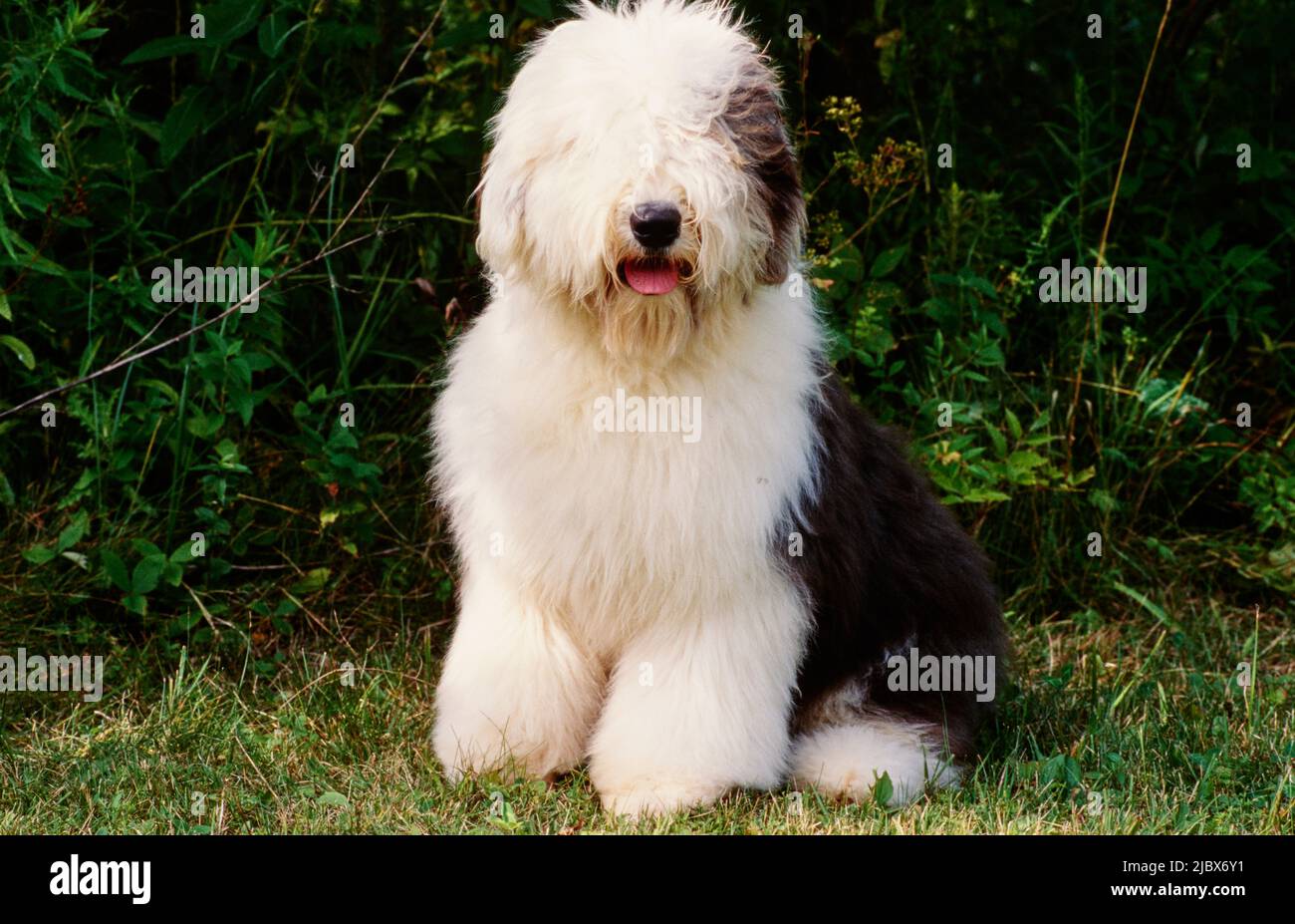 Vieux chien de berger anglais sur l'herbe Banque D'Images