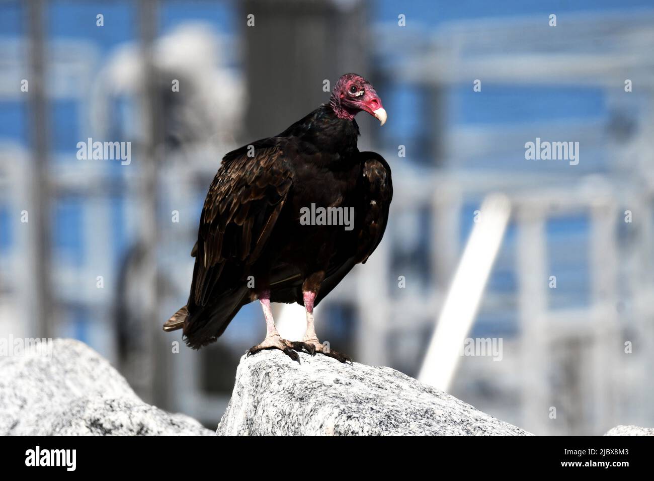 John Crow sur Rock pile Banque D'Images