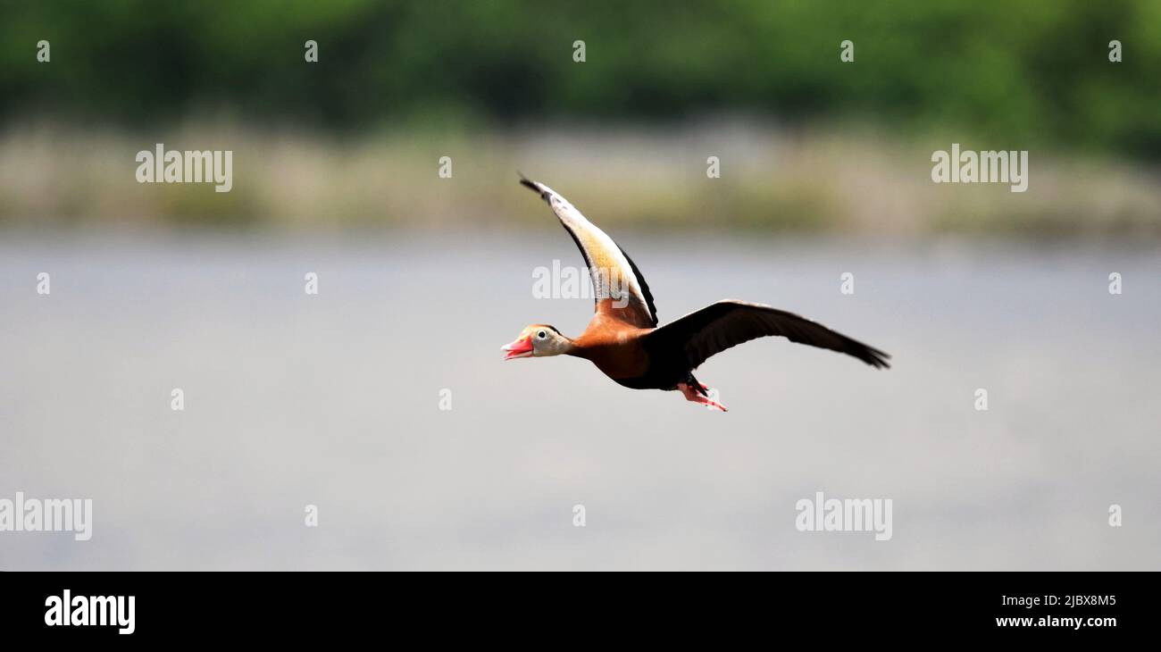 Canard siffleur à ventre noir en vol Banque D'Images