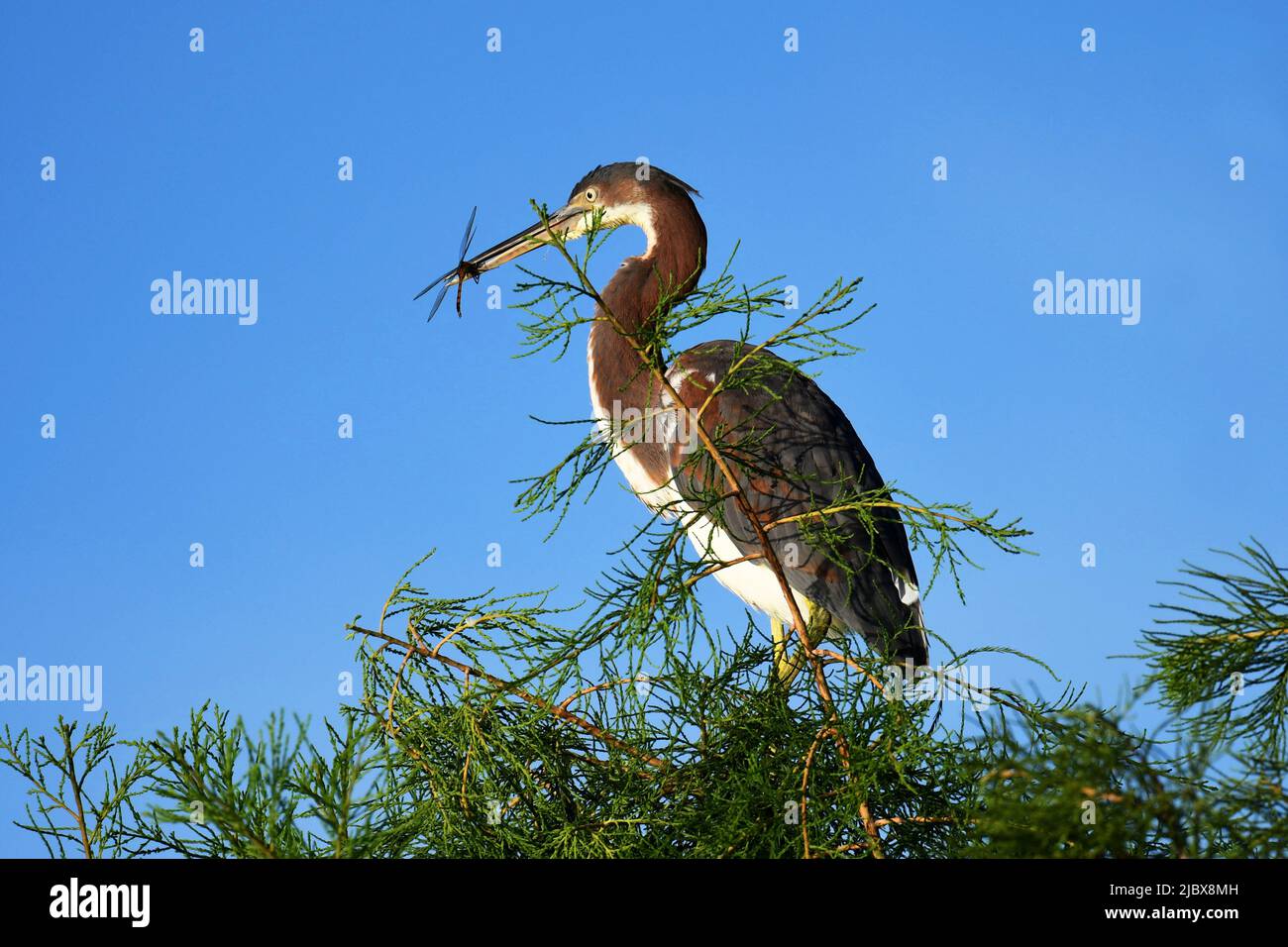 Repas de libellule aux herbes tricolores Banque D'Images