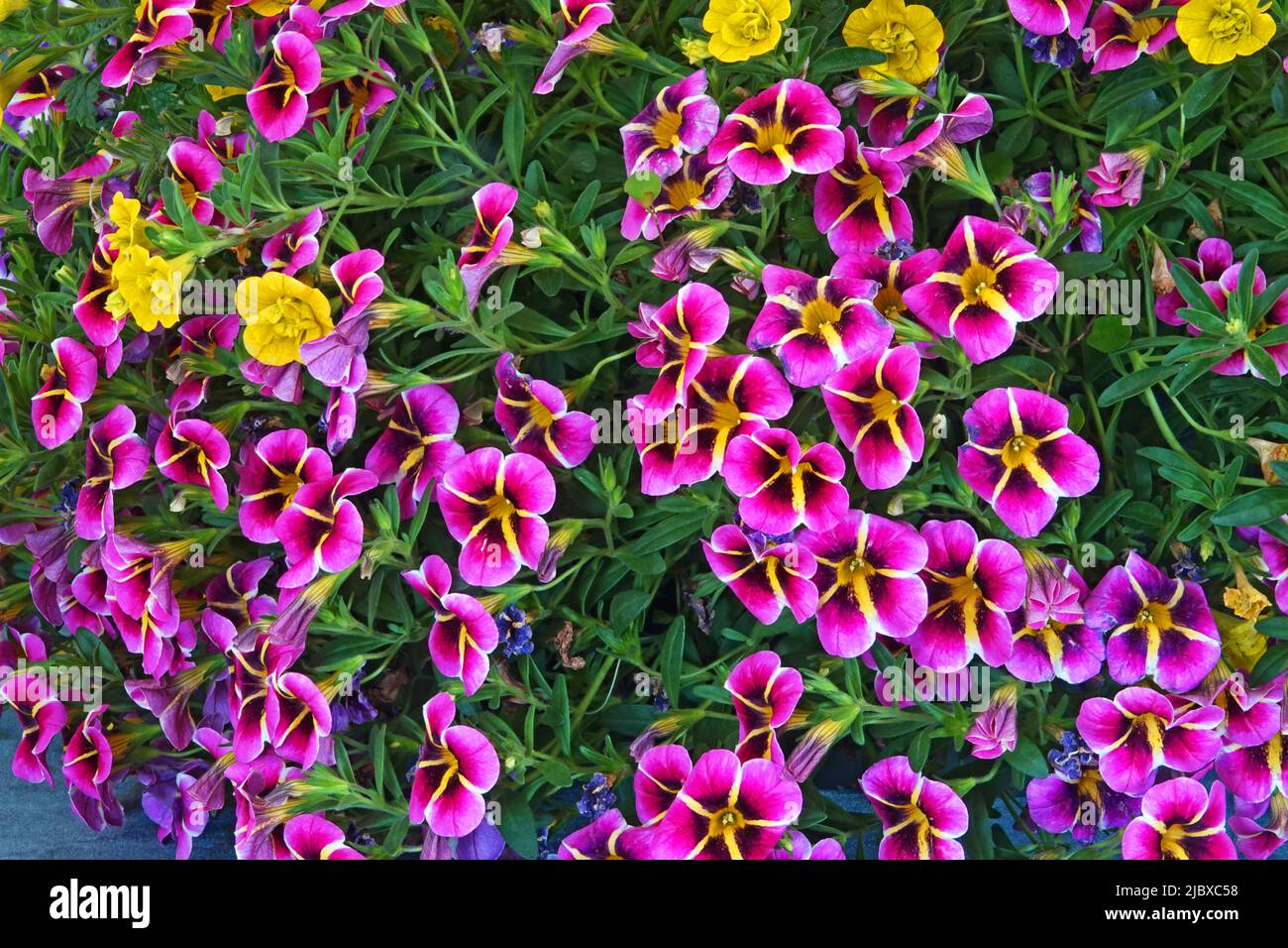 Un panier de fleurs printanières appelé Calibrachoa, également appelé des cloches et des millions de cloches. Banque D'Images
