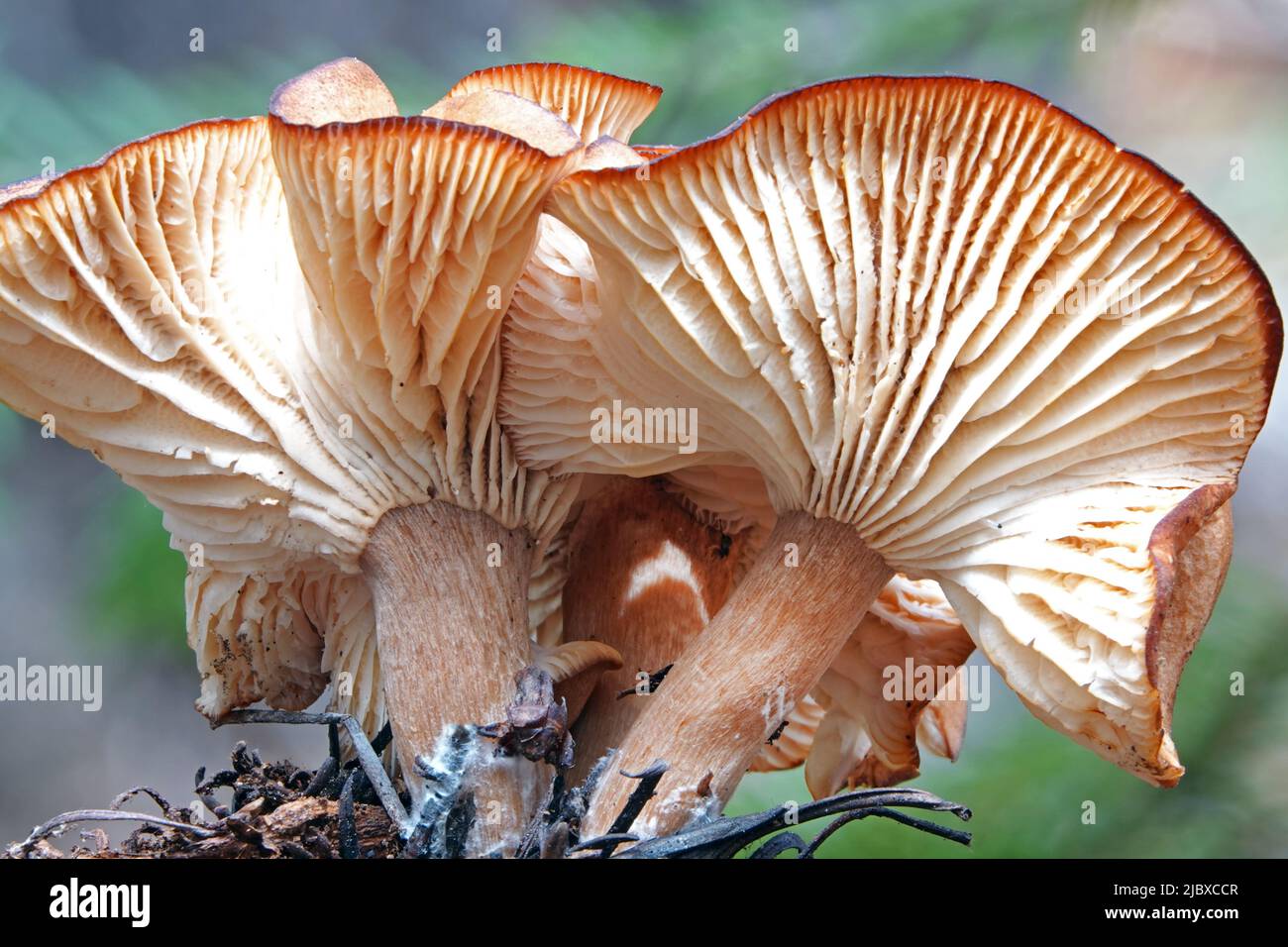 Un champignon sauvage, Clitocybe squamulosa, qui pousse au printemps dans les montagnes Cascade du centre de l'Oregon, dans le nord-ouest du Pacifique. Banque D'Images