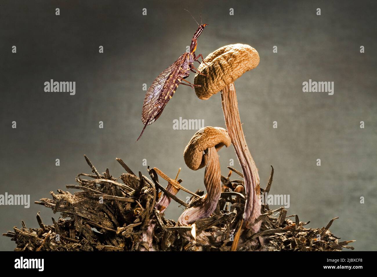 Un snakefly reposant sur un champignon séché sur le fond de la forêt dans le centre des montagnes Cascade de l'Oregon. Banque D'Images