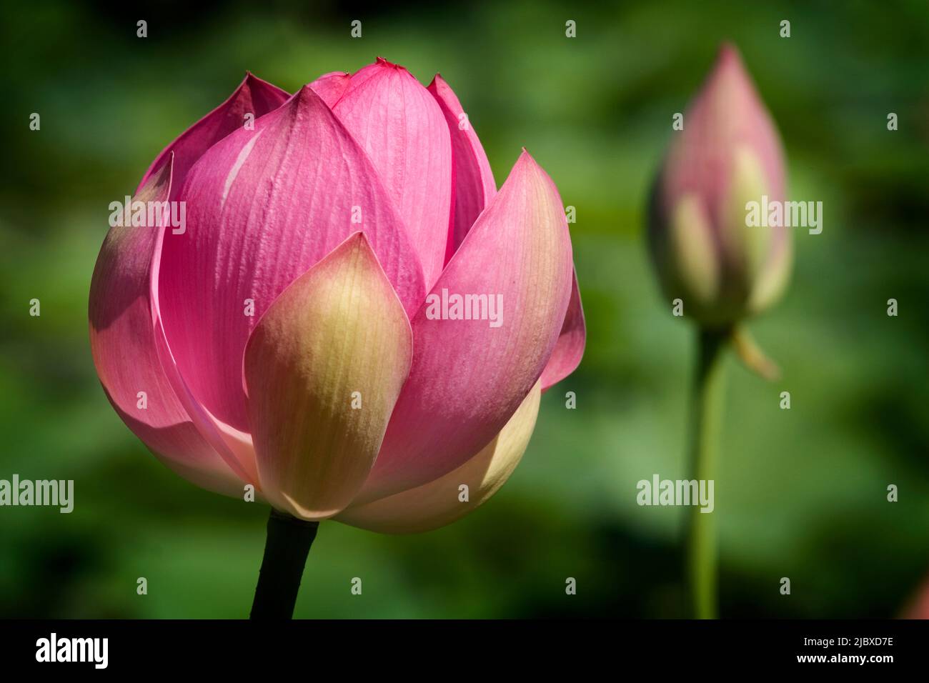 Fleur de lotus en fleur profondeur de champ Banque D'Images