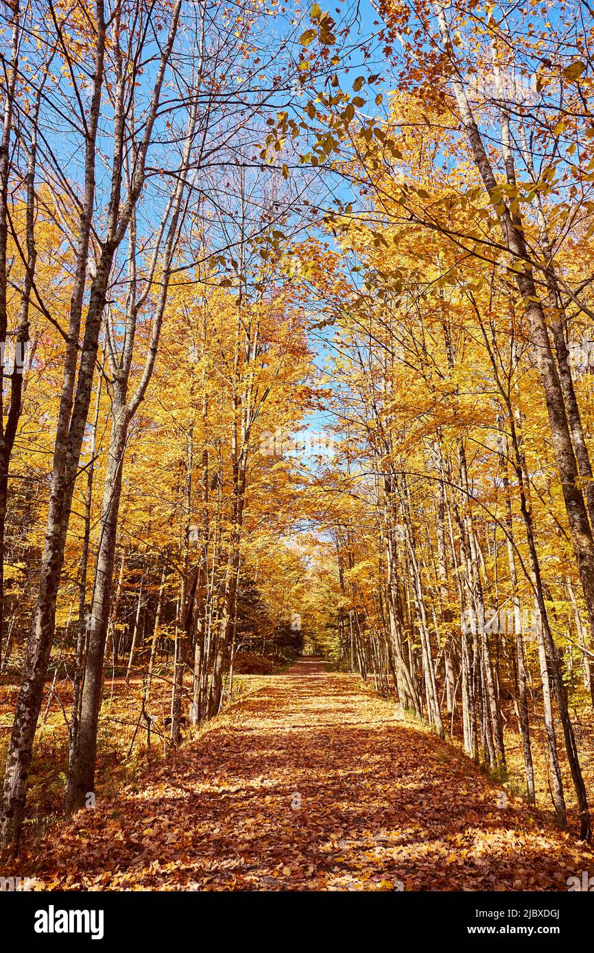 Arbres colorés en forêt pendant la saison d'automne, Estrie, Québec, Canada Banque D'Images