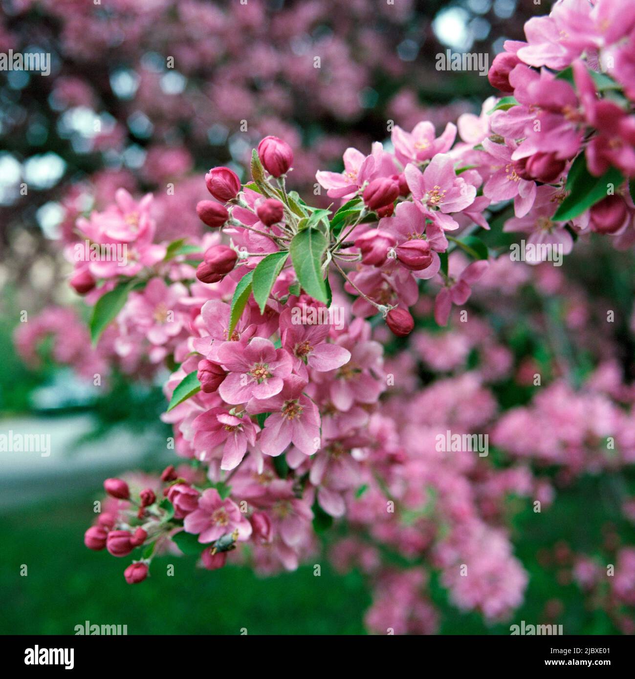 Floraison de cerisiers au printemps, Saint Lambert, 2021 Banque D'Images