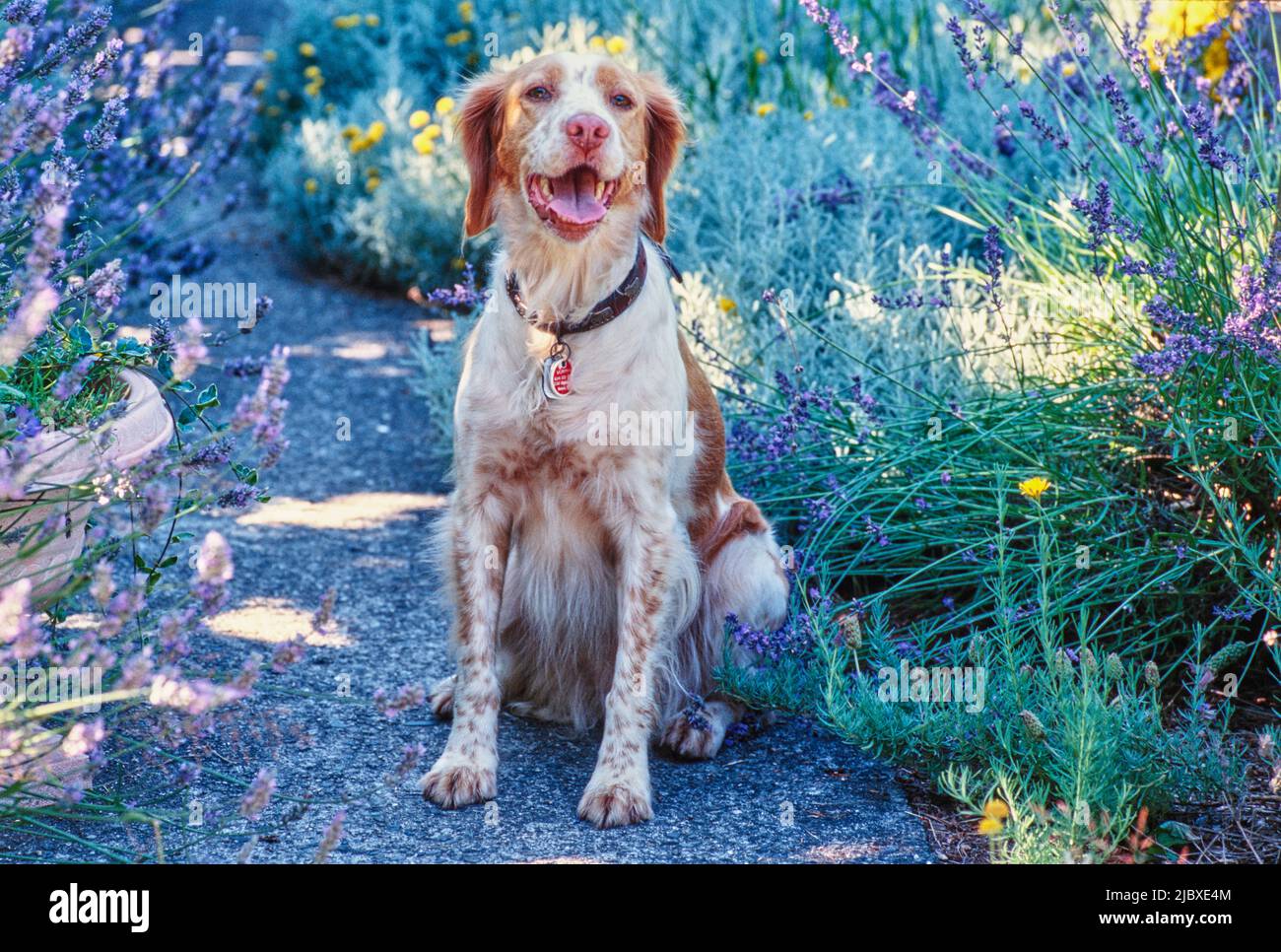 Un chien breton assis sur un chemin bordé de fleurs Banque D'Images