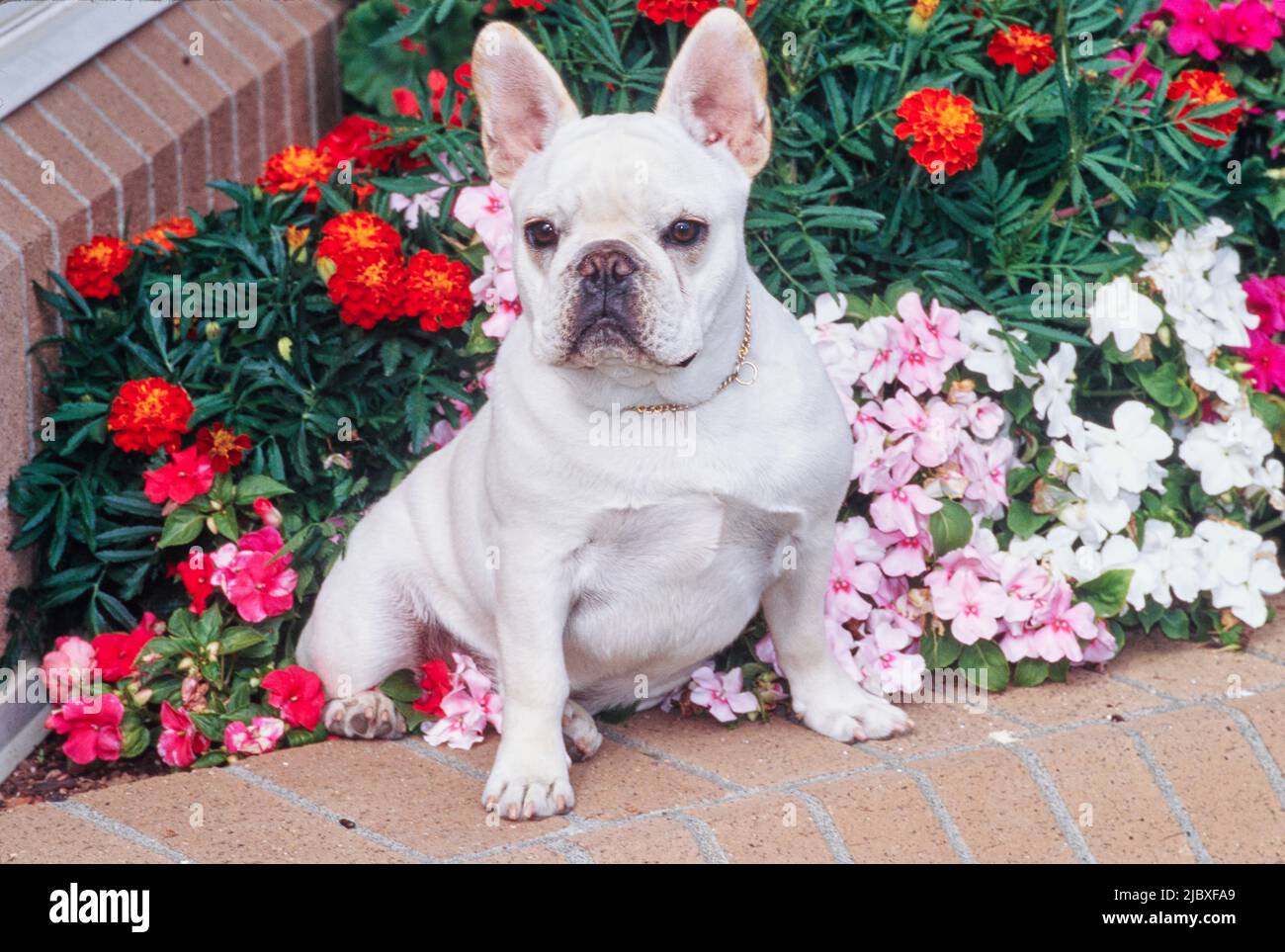 Un bulldog français de couleur crème assis sur un jardinier en briques rempli de fleurs rouges, roses et blanches Banque D'Images