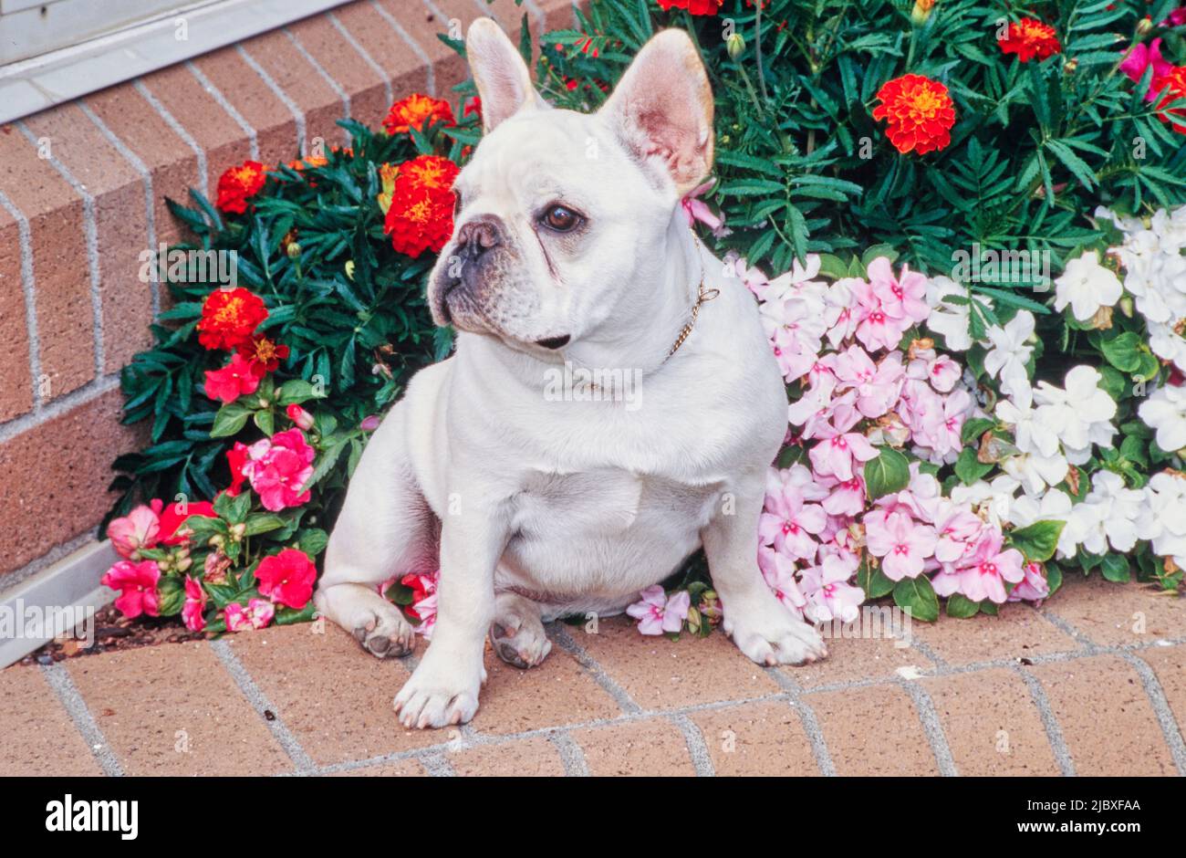 Un bulldog français de couleur crème assis sur un jardinier en briques rempli de fleurs rouges, roses et blanches Banque D'Images