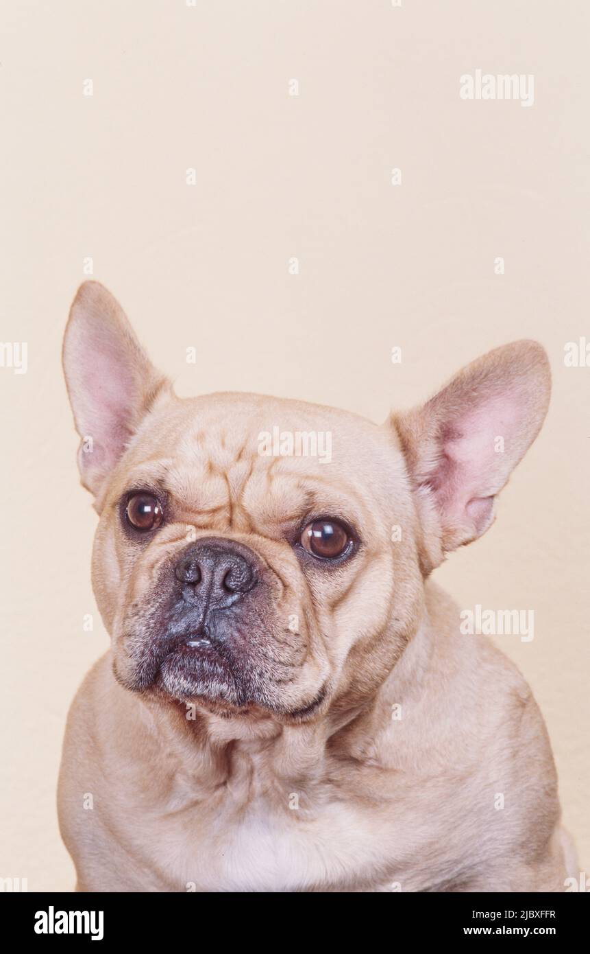 Portrait d'un bouledogue français de couleur crème sur fond blanc Banque D'Images