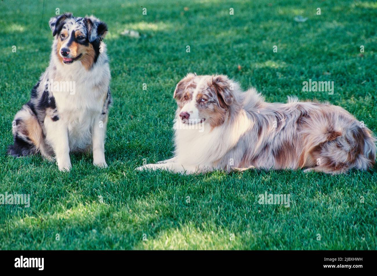Deux chiens de berger australiens assis sur une pelouse Banque D'Images