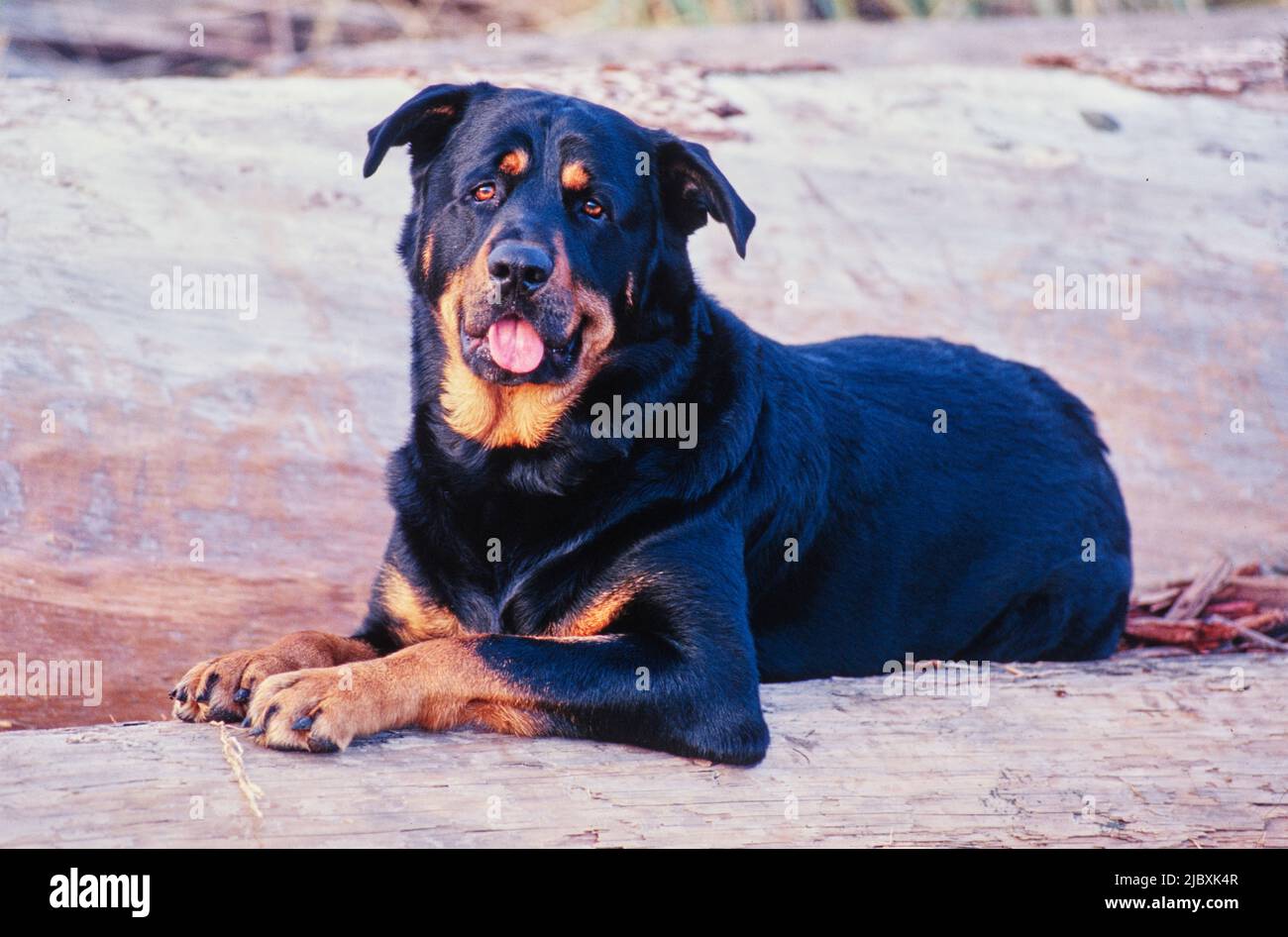 Un chien de rottweiler posé sur des billes Banque D'Images