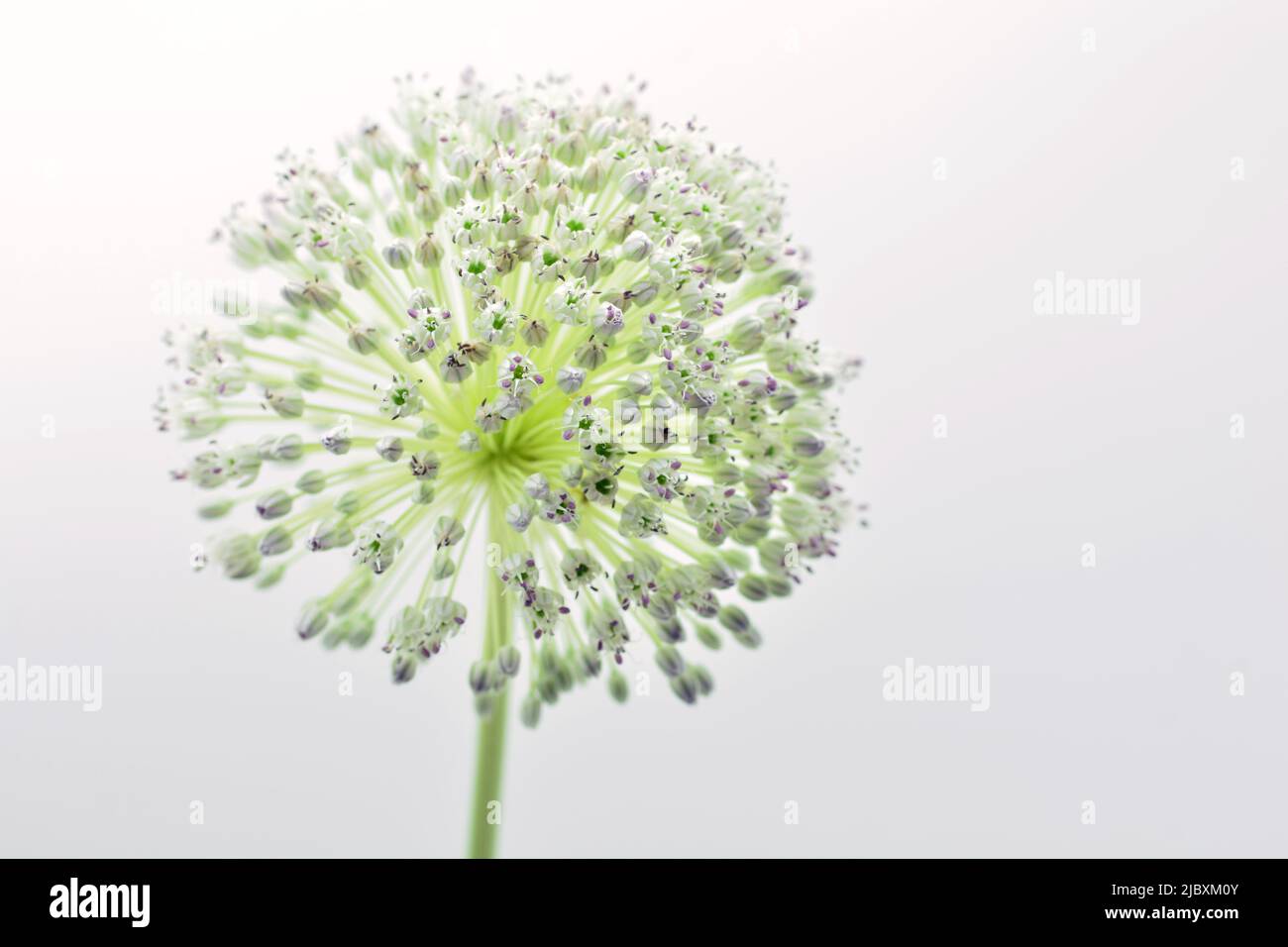 Detalle de la flor del ajo puerro, Allium amppelloprasum, aislado en blanco Banque D'Images