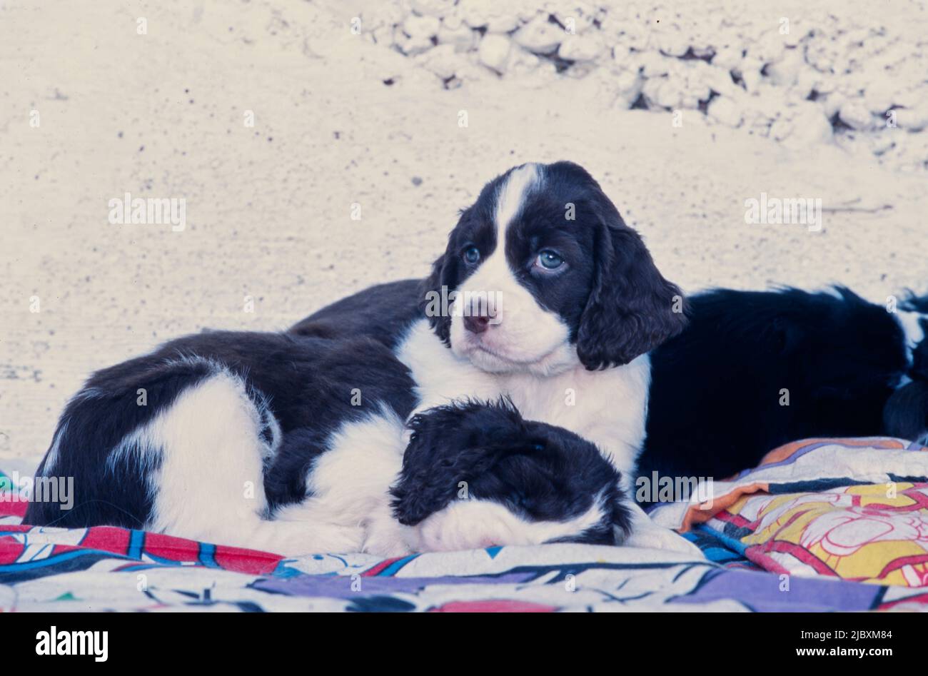 Deux chiens d'épagneul springer anglais, reposant sur une couverture colorée Banque D'Images