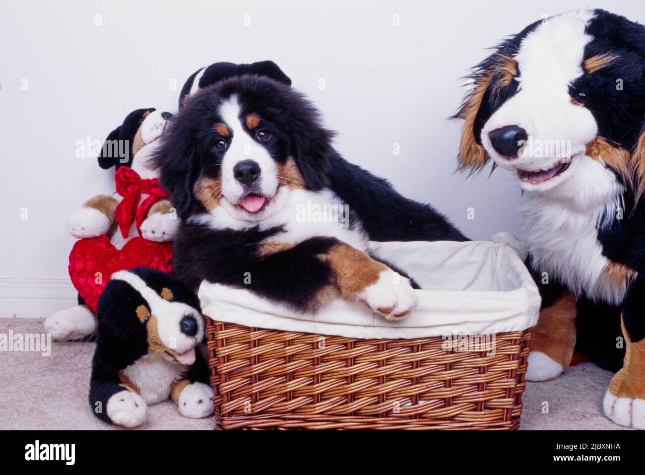 Chien de montagne bernois chiot dans un panier entouré de chiens en peluche Banque D'Images