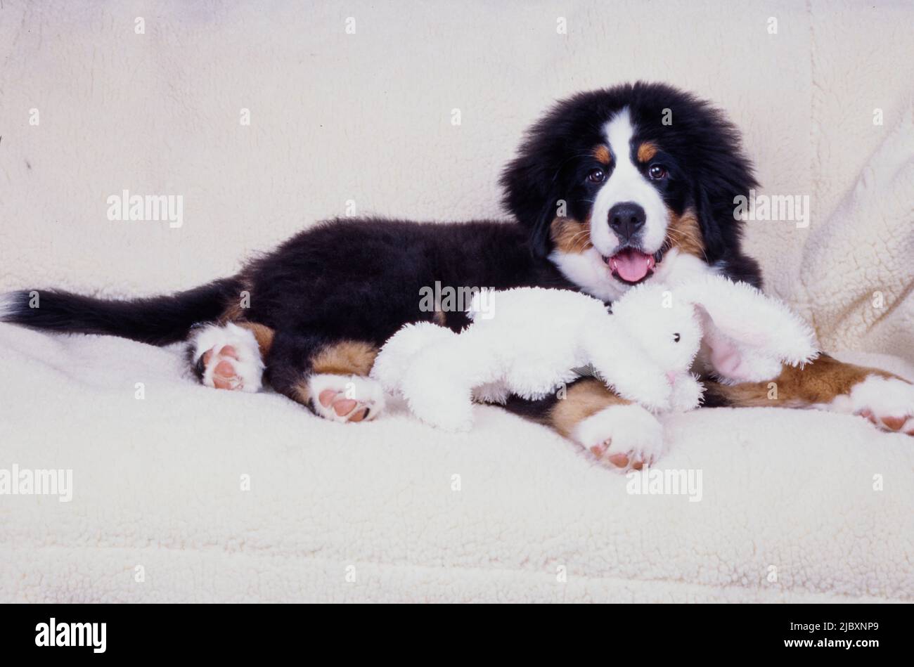 Chien de montagne bernois chiot posé sur un tissu blanc avec un lapin en peluche Banque D'Images