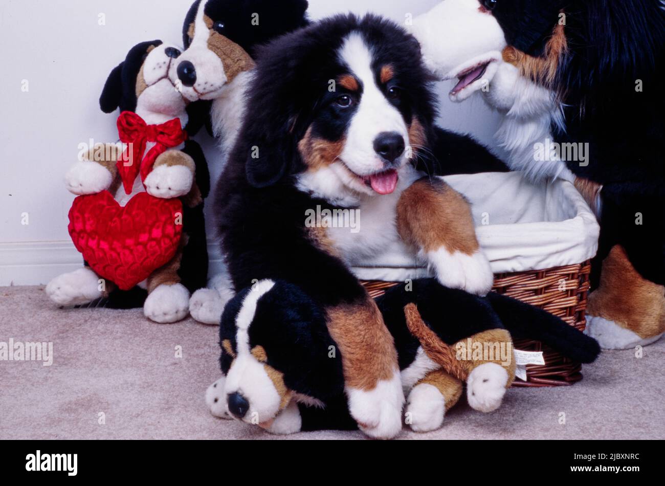 Chien de montagne bernois chiot dans un panier entouré de chiens en peluche Banque D'Images