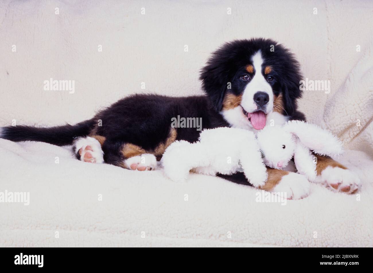 Chien de montagne bernois chiot posé sur un tissu blanc avec un lapin en peluche Banque D'Images