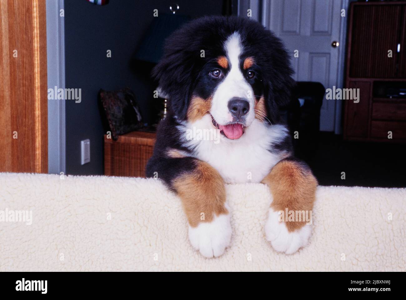 Chien de montagne bernois chiot avec pattes au-dessus de l'arrière d'une surface floue Banque D'Images