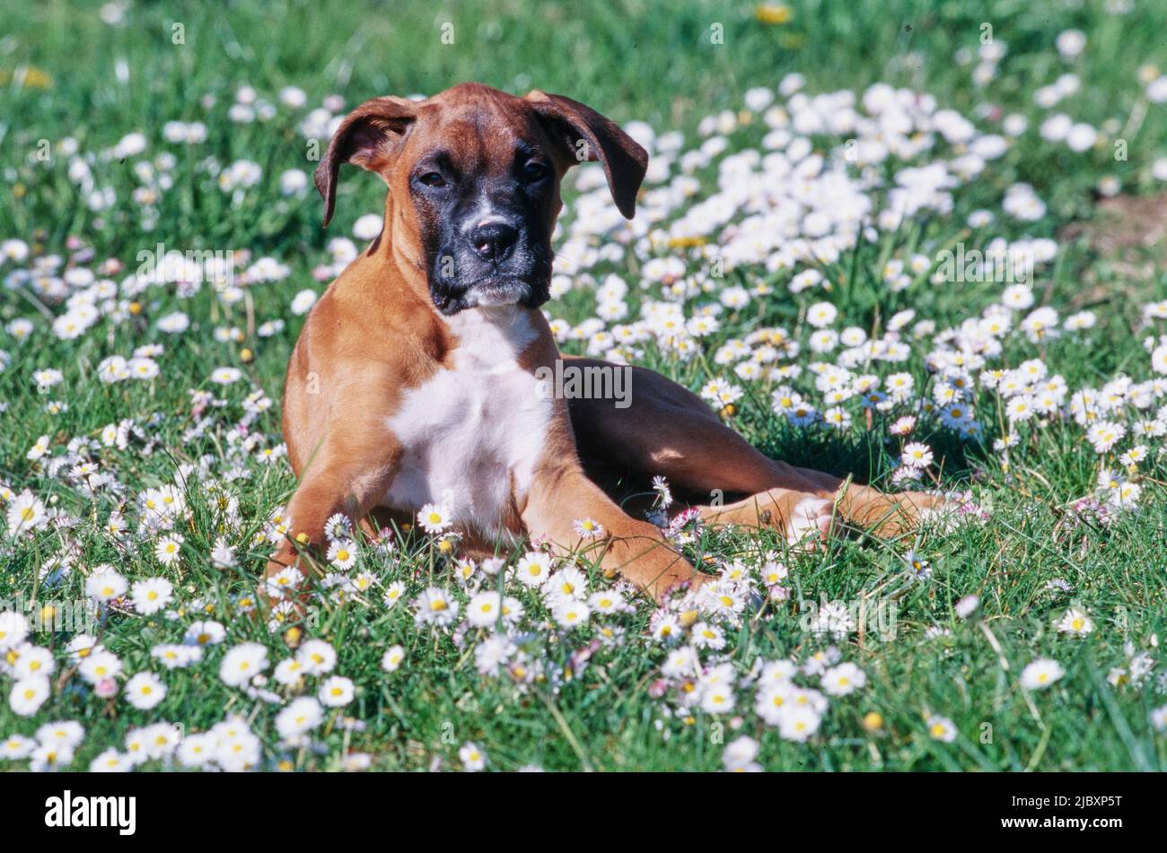 Boxer puppy Banque de photographies et d'images à haute résolution - Page 7  - Alamy