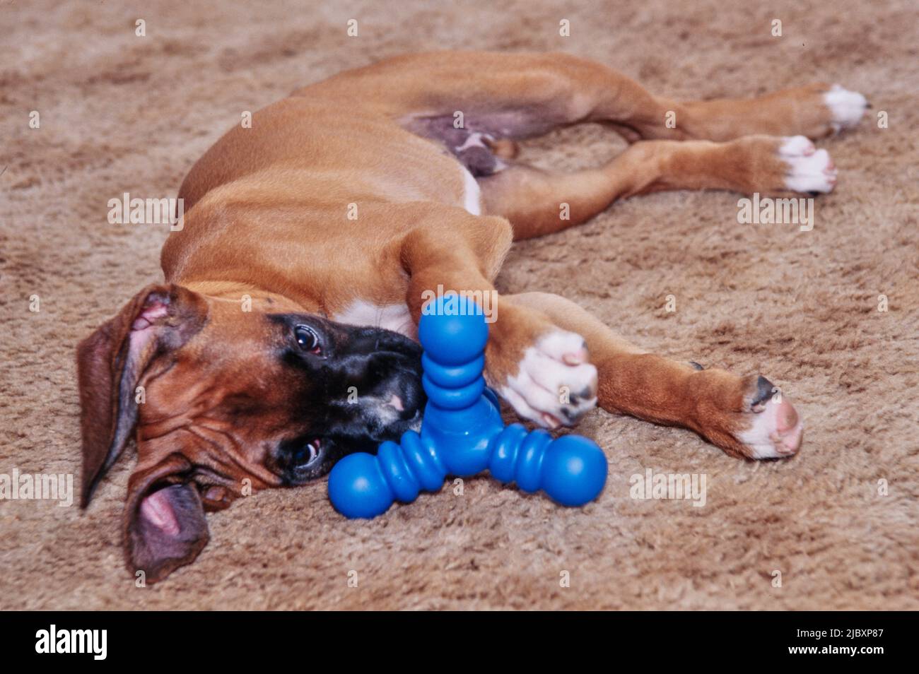 Boxer chiot chien posé sur un tapis brun avec un jouet à mâcher bleu Banque D'Images