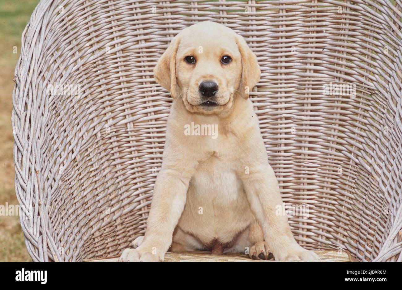 Chiot de laboratoire jaune sur chaise en osier Banque D'Images