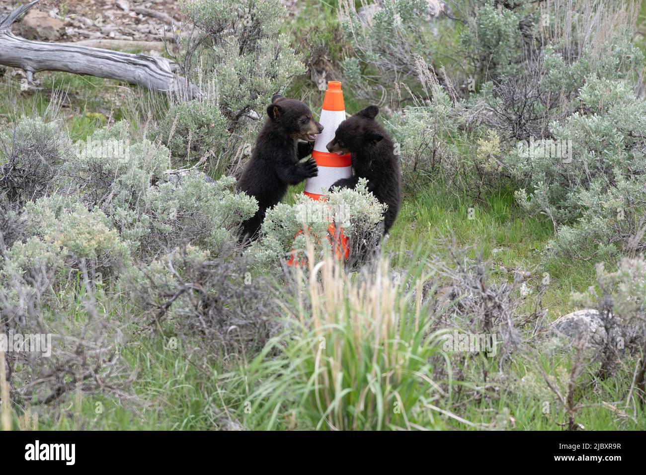 Des petits ours noirs jouant avec un cône d'autoroute, parc national de Yellowstone Banque D'Images