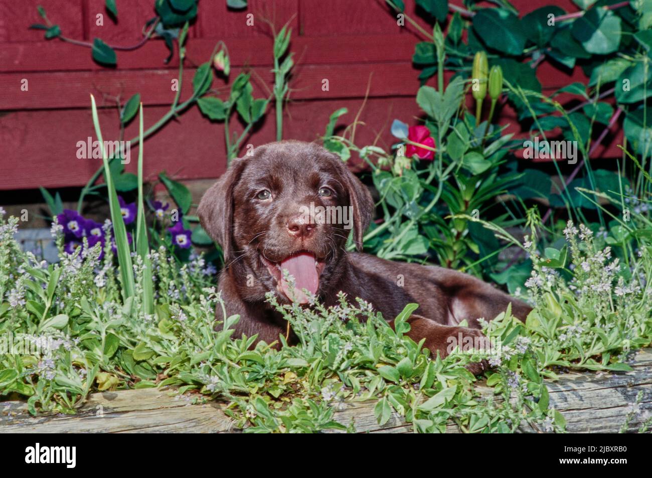 Chiot de laboratoire de chocolat dans le jardin Banque D'Images