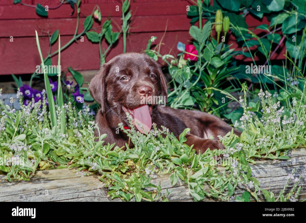 Chiot de laboratoire de chocolat dans le jardin Banque D'Images