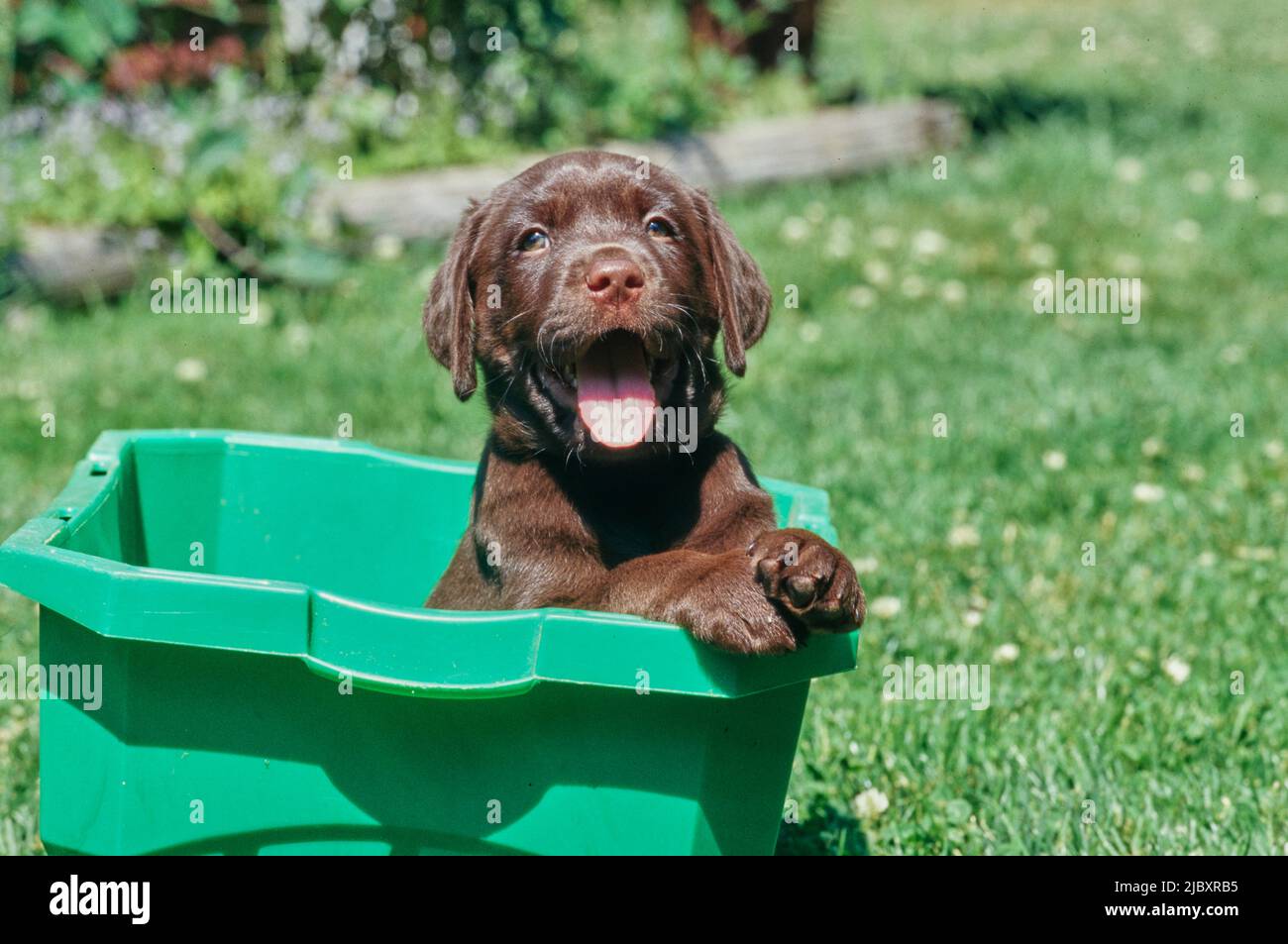 Chiot de laboratoire de chocolat dans un bac en plastique vert dans la cour Banque D'Images