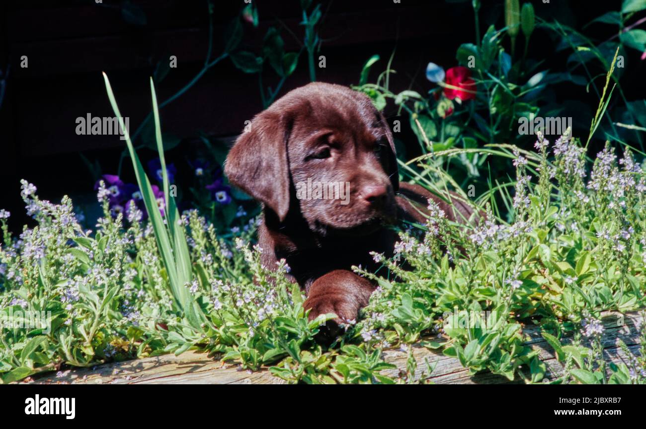 Chiot de laboratoire de chocolat dans le jardin Banque D'Images