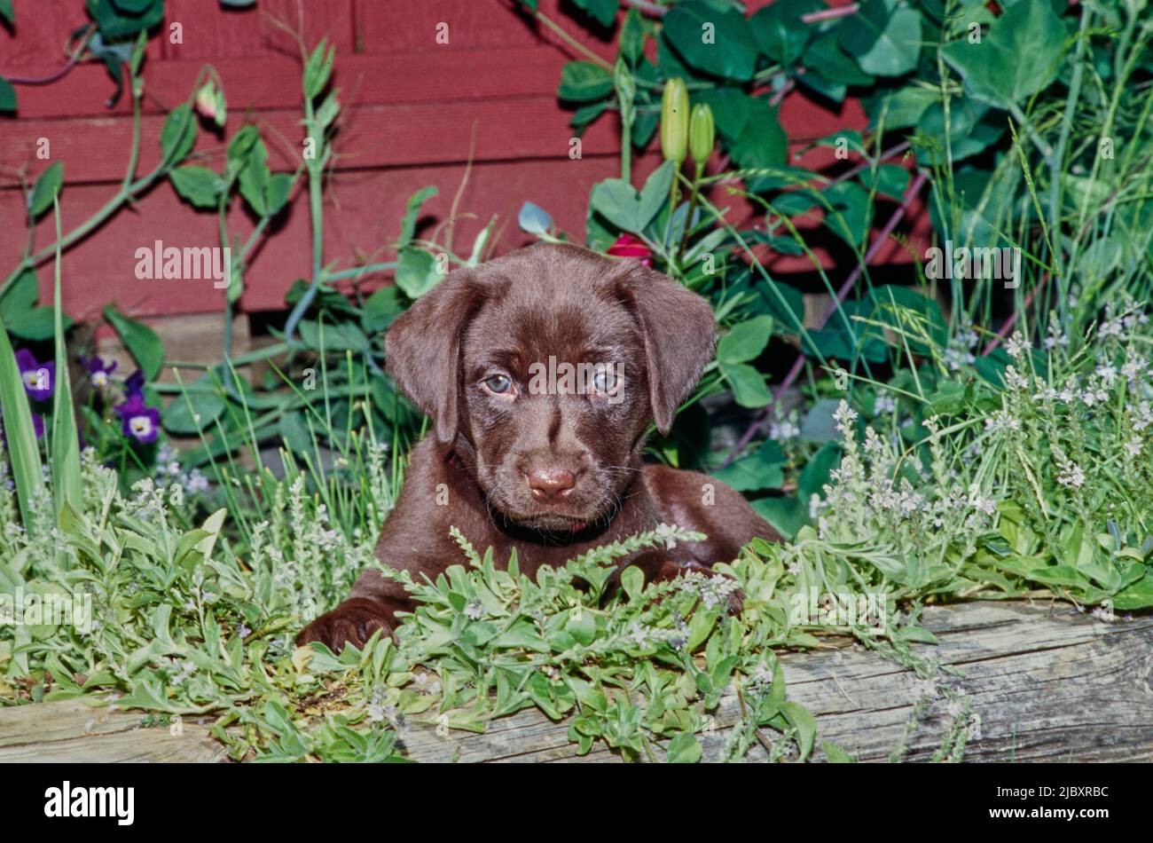 Chiot de laboratoire de chocolat dans le jardin Banque D'Images
