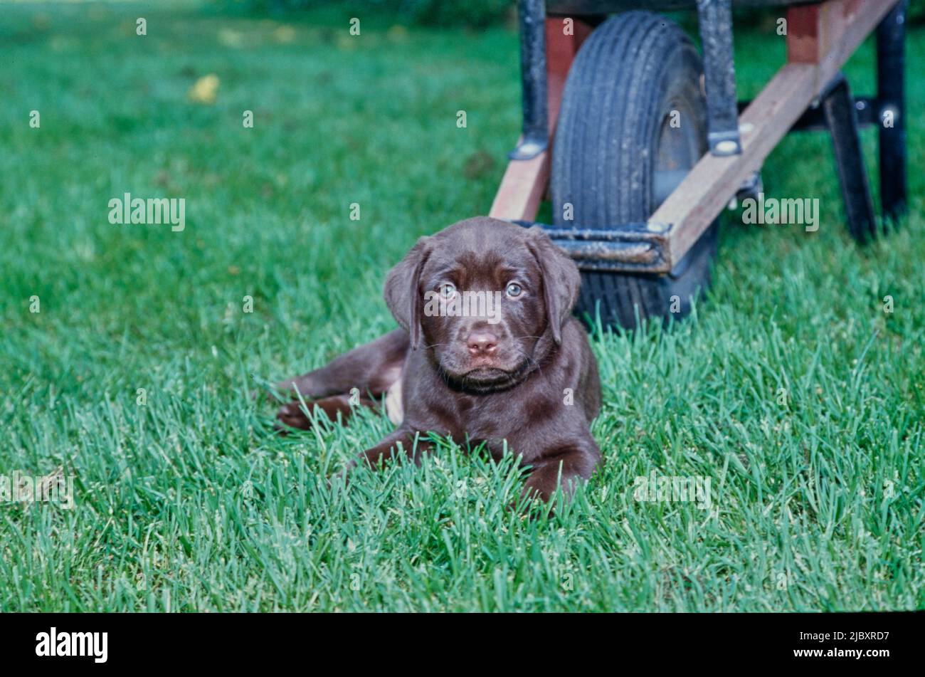 Chiot de laboratoire de chocolat dans l'herbe devant la brouette Banque D'Images