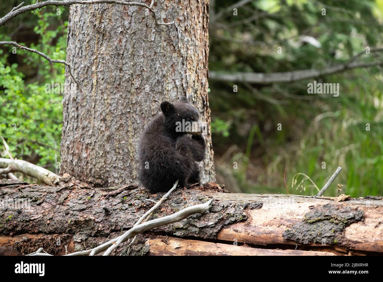 cub à l'ours noir en rondins, Yellowstone Banque D'Images