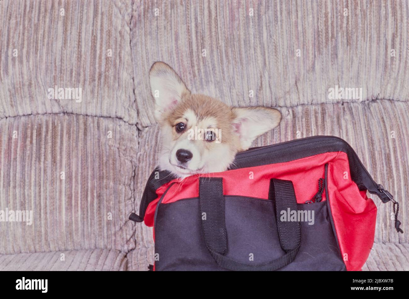 Corgi sur un canapé dans un sac rouge et noir Banque D'Images