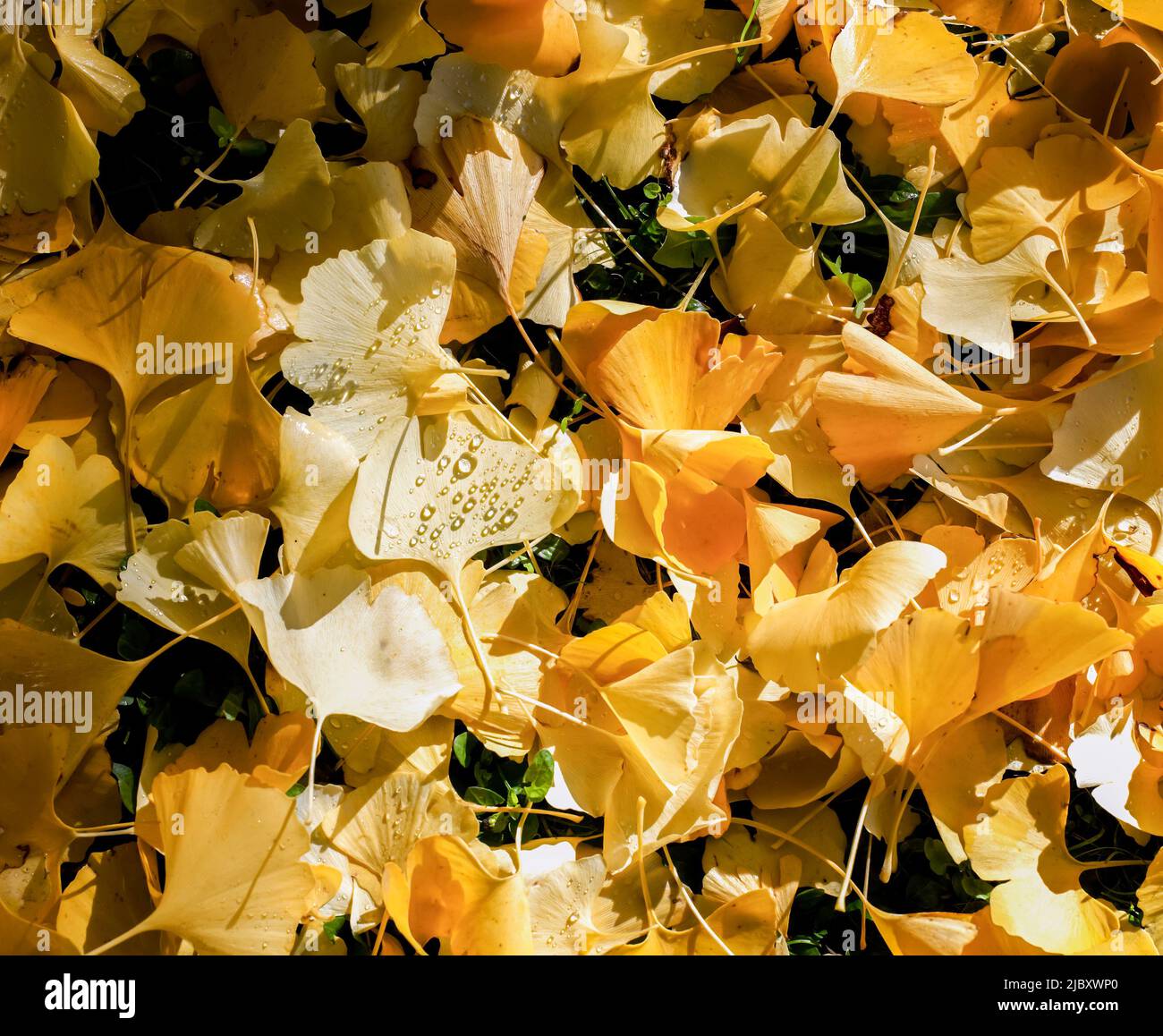 Gros plan des gouttes de pluie sur les feuilles de ginko jaunes tombées en automne Banque D'Images